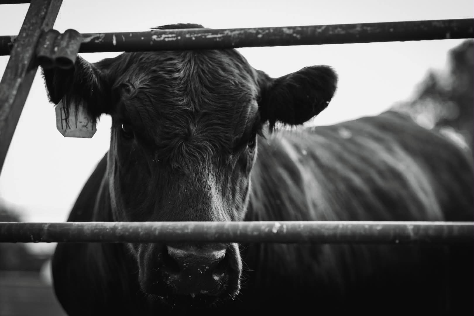 Black-and-white portrait of an Angus cow looking through a pipe gate